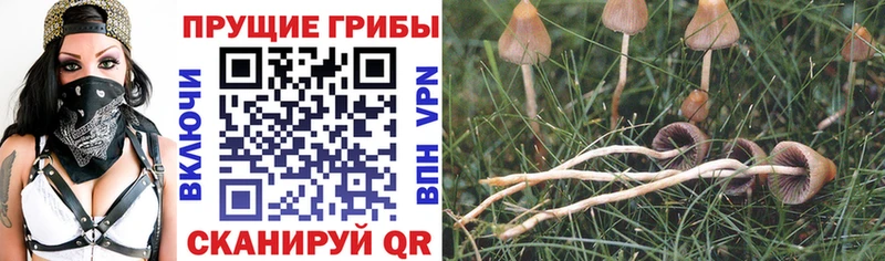 Купить закладки  Любим  Псилоцибиновые грибы GOLDEN TEACHER 